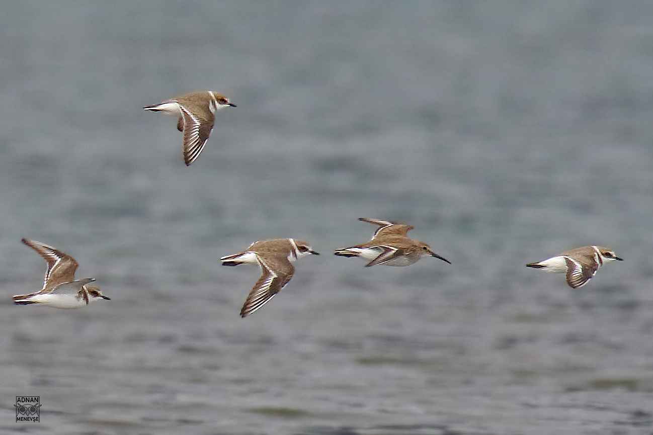 Kentish Plover